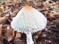 Filename=deznicek_obuti_c_Lepiota_clypeolaria_2012_10140005.jpg
Filesize=231KB
Dimensions=900x675
Date added=Oct 25, 2012 deznicek_obuti_c_Lepiota_clypeolaria_2012_10140005.jpg