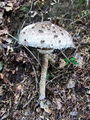deznik_grbicasti_b_Macrolepiota_mastoidea_2009_09240090.jpg