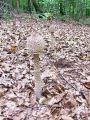 Filename=deznik_orjaski_a_Macrolepiota_procera_2012_09280018.jpg
Filesize=387KB
Dimensions=675x900
Date added=Dec 13, 2012 deznik_orjaski_a_Macrolepiota_procera_2012_09280018.jpg