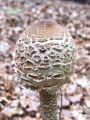 Filename=deznik_orjaski_b_Macrolepiota_procera_2012_09280019.jpg
Filesize=239KB
Dimensions=675x900
Date added=Dec 13, 2012 deznik_orjaski_b_Macrolepiota_procera_2012_09280019.jpg
