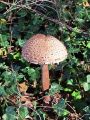 Filename=deznik_orjaski_d_Macrolepiota_procera_2012_11080002.jpg
Filesize=330KB
Dimensions=675x900
Date added=Dec 13, 2012 deznik_orjaski_d_Macrolepiota_procera_2012_11080002.jpg
