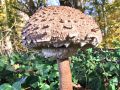 Filename=deznik_orjaski_e_Macrolepiota_procera_2012_11080001.jpg
Filesize=285KB
Dimensions=900x675
Date added=Dec 13, 2012 deznik_orjaski_e_Macrolepiota_procera_2012_11080001.jpg