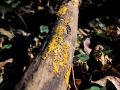 dvotroska_rumena_b_Bisporella_citrina_2010_11060022a.jpg