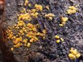dvotroska_rumena_c_Bisporella_citrina_2010_10300113a.jpg