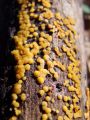 dvotroska_rumena_d_Bisporella_citrina_2010_11060023a.jpg