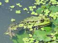 dvoz_2_5_zelena_zaba_be_Rana_pelophylax_DSC00005.jpg