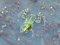 dvoz_2_5_zelena_zaba_bf_Rana_pelophylax_2009_07070003a.jpg