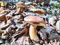 goban_kostanjasti_a_Boletus_badius_2012_10010007.jpg