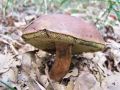 Filename=goban_kostanjasti_b_Boletus_badius_2012_10010064.jpg
Filesize=214KB
Dimensions=900x675
Date added=Dec 15, 2012 goban_kostanjasti_b_Boletus_badius_2012_10010064.jpg