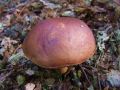 Filename=goban_kostanjasti_c_Boletus_badius_2010_10040021.jpg
Filesize=195KB
Dimensions=900x675
Date added=Oct 20, 2010 goban_kostanjasti_c_Boletus_badius_2010_10040021.jpg