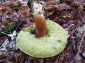 goban_kostanjasti_d_Boletus_badius_2010_10040022.jpg