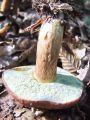 goban_kostanjasti_e_Boletus_badius_2012_10010008.jpg