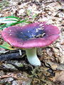 Filename=golobica_skrlatna_a_Russula_atropurpurea_2009_09260021.jpg
Filesize=315KB
Dimensions=675x900
Date added=Jan 03, 2010 golobica_skrlatna_a_Russula_atropurpurea_2009_09260021.jpg