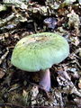 golobica_vijolicnobetna_a_Russula_violeipes_2009_09240084.jpg