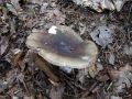 golobica_vonjava_a_Russula_amoenolens_2010_08180018.jpg