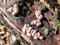 grahovka_razbarvana_a_Lycogala_epidendrum_2012_10220030.jpg