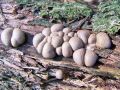 grahovka_razbarvana_b_Lycogala_epidendrum_2012_10230016.jpg