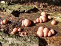 grahovka_razbarvana_d_Lycogala_epidendrum_2012_10220033.jpg