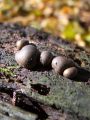 grahovka_razbarvana_g_Lycogala_epidendrum_2010_10300143.jpg