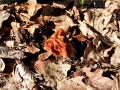 hrcek_pomladanski_a_Gyromitra_esculenta_2013_03220012a.jpg