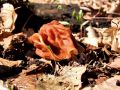 hrcek_pomladanski_b_Gyromitra_esculenta_2013_03220013a.jpg