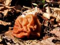 hrcek_pomladanski_c_Gyromitra_esculenta_2013_03220014a~0.jpg