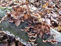 jezevka_rjasta_a_Hydnellum_ferrugineum_2012_11240022.jpg