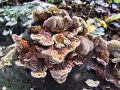 jezevka_rjasta_b_Hydnellum_ferrugineum_2012_10220017.jpg