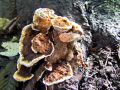 jezevka_rjasta_c_Hydnellum_ferrugineum_2012_10220014.jpg