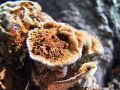 jezevka_rjasta_d_Hydnellum_ferrugineum_2012_10220015.jpg