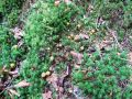 kapicarka_zdrizasta_a_Leotia_lubrica_2014_09050007a.jpg