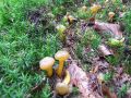 kapicarka_zdrizasta_b_Leotia_lubrica_2014_09070005a.jpg