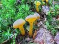 kapicarka_zdrizasta_c_Leotia_lubrica_2014_09050008a.jpg