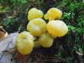 kapicarka_zdrizasta_d_Leotia_lubrica_2014_09080042a.jpg