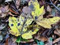 katranasta_pegavost_javorova_a_Rhytisma_acerinum_2014_11010010a.jpg