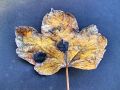 katranasta_pegavost_javorova_b_Rhytisma_acerinum_2014_10210071a.jpg