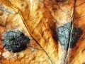 katranasta_pegavost_javorova_c_Rhytisma_acerinum_2014_10210070a.jpg