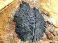 katranasta_pegavost_javorova_d_Rhytisma_acerinum_2014_10210069a.jpg