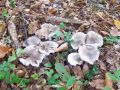 Filename=kolobarnica_rumeneca_a_Tricholoma_scalpturatum_2012_10010046.jpg
Filesize=347KB
Dimensions=900x675
Date added=Nov 28, 2012 kolobarnica_rumeneca_a_Tricholoma_scalpturatum_2012_10010046.jpg