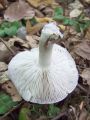 Filename=kolobarnica_rumeneca_b_Tricholoma_scalpturatum_2012_10010047.jpg
Filesize=203KB
Dimensions=675x900
Date added=Nov 28, 2012 kolobarnica_rumeneca_b_Tricholoma_scalpturatum_2012_10010047.jpg