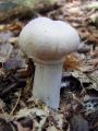 koprenka_psenicna_b_Cortinarius_caperatus_2010_10040054.jpg