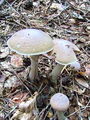 koprenka_psenicna_e_Cortinarius_caperatus_2009_09240029.JPG