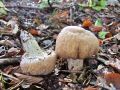 koprenka_psenicna_g_Cortinarius_caperatus_2012_10110001.jpg
