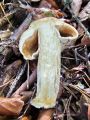 koprenka_psenicna_h_Cortinarius_caperatus_2012_10110002.jpg