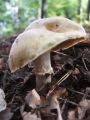 koprenka_psenicna_i_Cortinarius_caperatus_2012_10110003.jpg
