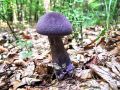 koprenka_vijolicasta_a_Cortinarius_violaceus_2013_09220006.jpg