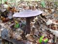 koprenka_vijolicasta_b_Cortinarius_violaceus_2010_09290051.jpg