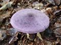 koprenka_vijolicasta_c_Cortinarius_violaceus_2010_09290050.jpg