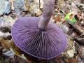 koprenka_vijolicasta_d_Cortinarius_violaceus_2010_09290052.jpg