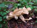 korenarka_pegasta_a_Rhodocollybia_maculata_2010_08290038.jpg